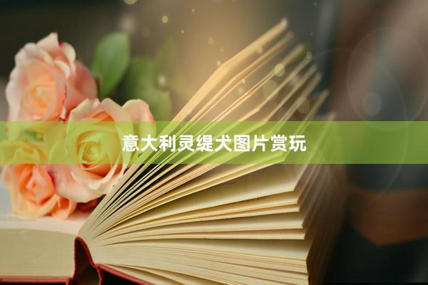 意大利灵缇犬图片赏玩